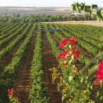 Club de Producto Ruta del Vino