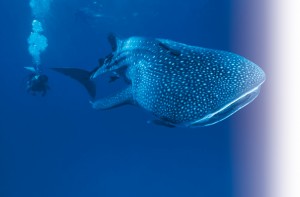 2014-noviembre-destinos-Riviera-Maya-Holbox-Tiburon-ballena