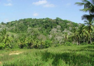 Forêts sacrées de kayas des Mijikenda