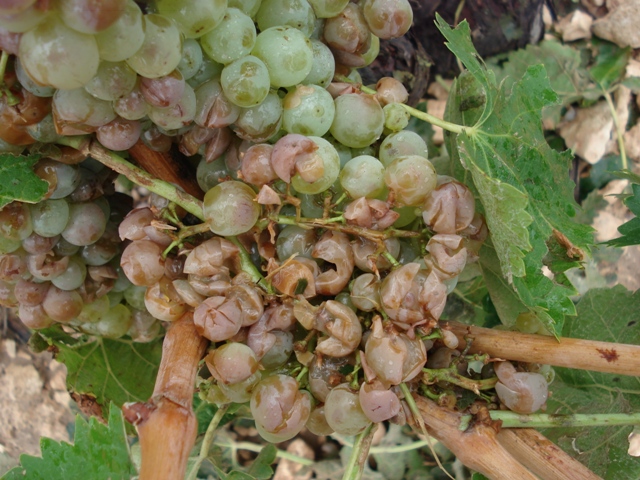 Casi 2.500 hectáreas de viñedo de Requena afectadas por el pedrisco