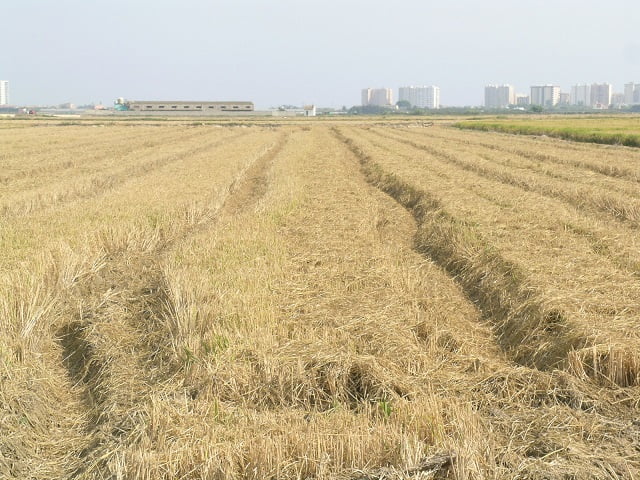 Las organizaciones agrarias se movilizan contra la prohibición de quemar la paja del arroz