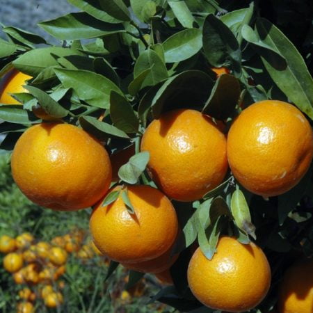 recollidors-citricos