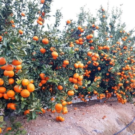 La caída de las monedas turca y egipcia amenazan la campaña citrícola