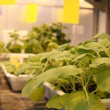 La biología habla y Veganic ha descodificado su lenguaje