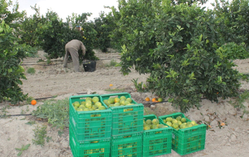 La campaña citrícola arranca  en Castellón con un incremento del 38% de la producción
