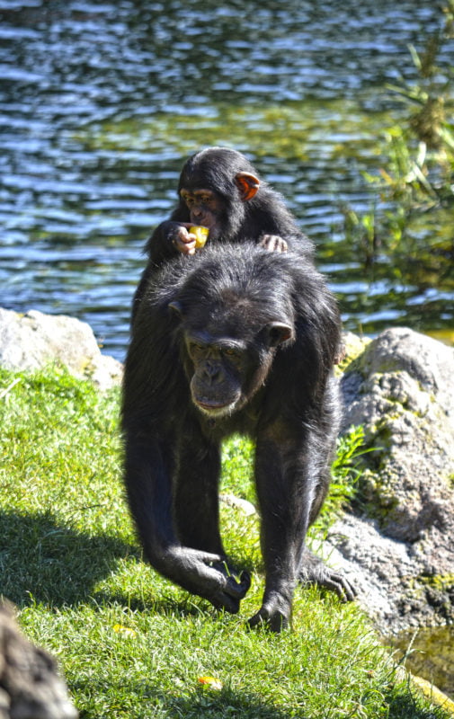 chimpance-bioparc