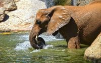 Los animales de Bioparc disfrutarán en verano de helados adaptados a sus gustos
