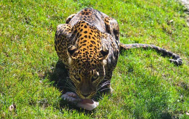 leopardo-bioparc
