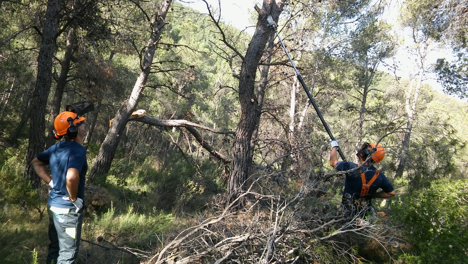 Los árboles valencianos acusan la defoliación por culpa de las sequías y la procesionaria