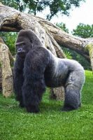 Bioparc, algo más que uno de los diez mejores del mundo