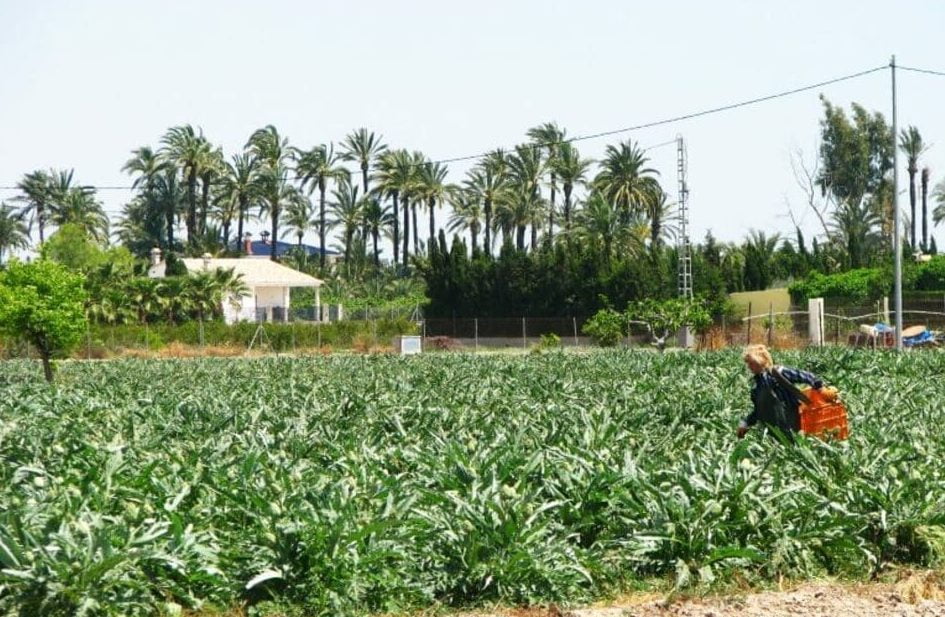 ‘RuralElx2019’: un premio de 2.500 euros para «diversificar» la economía rural de Elche