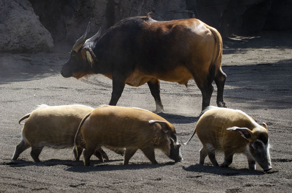 Nuevos ejemplares de búfalo rojo y potamoquero llegan al Bioparc