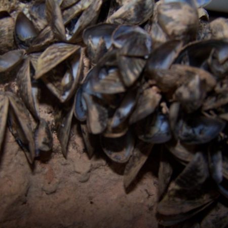 El Consorcio del Mijares participa en la campaña de lucha contra el mejillón cebra