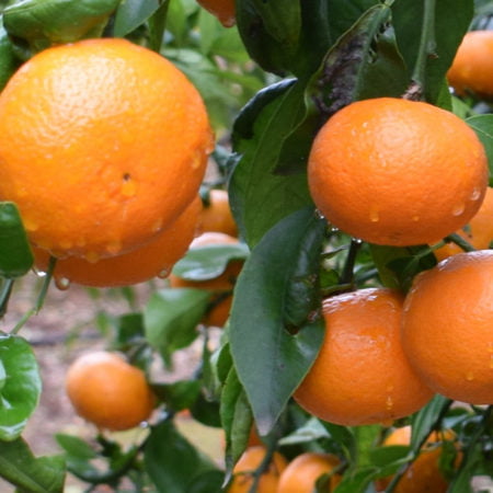 mandarina-orri