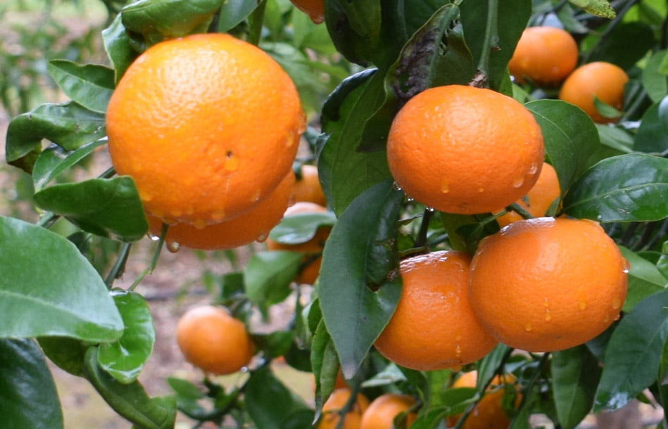 La campaña de la mandarina Orri superó los 52 millones de kilos
