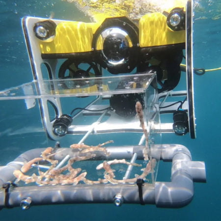 El Oceanogràfic utiliza un dron submarino para liberar crías de tiburón
