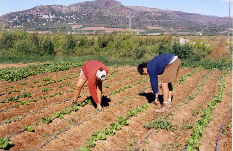 La agricultura valenciana recibe solo el 1,39 % de las ayudas de la PAC