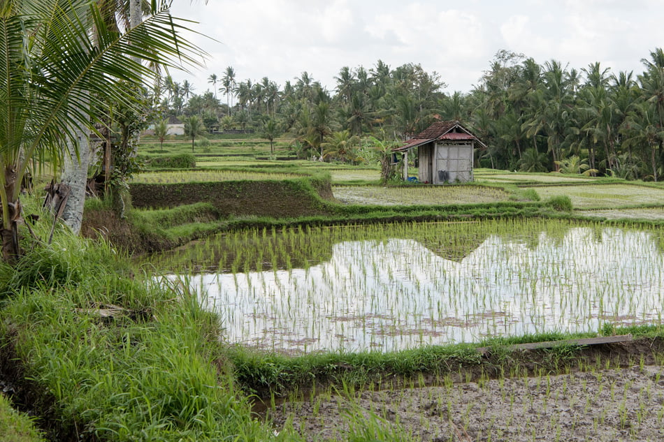 AVA-Asaja denuncia la compra masiva de arroz procedente de Myanmar