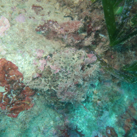 corales-afectados