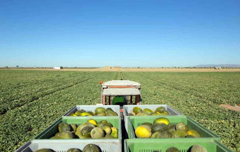 Mercadona prevé comprar 72.000 toneladas de melón nacional, un 5 % más