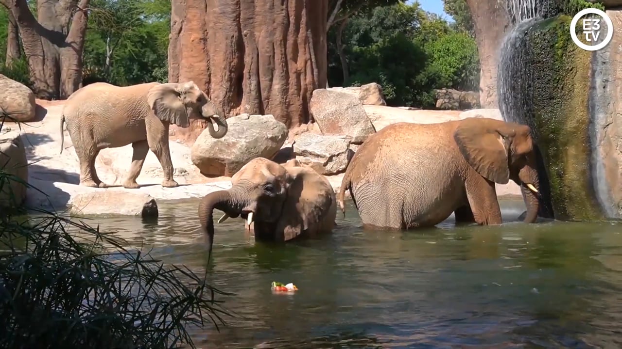 Helados “animales” de bienvenida a julio en Bioparc