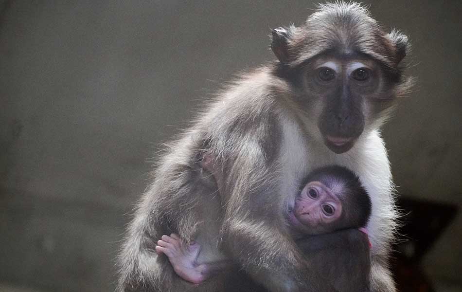 Nace una cría del singular “mono de la raya en el ojo” en Bioparc Valencia