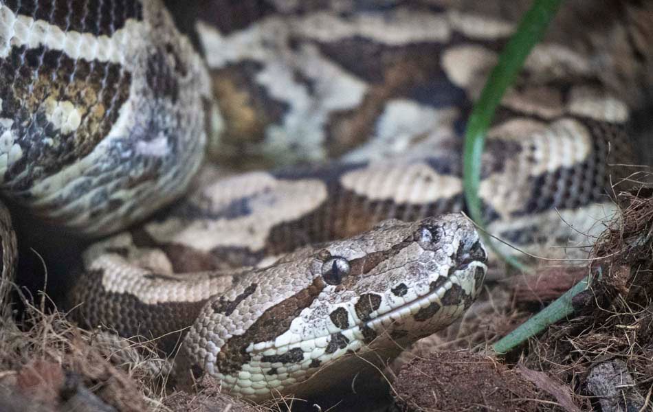 Especies En Peligro De Extincion Colonizan El Tronco Caido De Bioparc Valencia Economia3