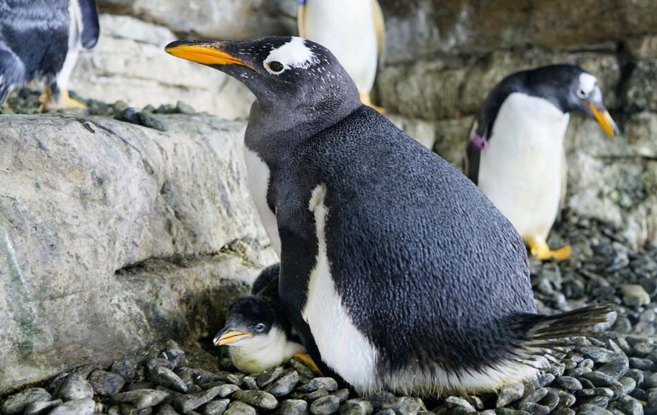 Dos pingüinos hembras incuban un huevo de otra pareja y logran criar un pollo