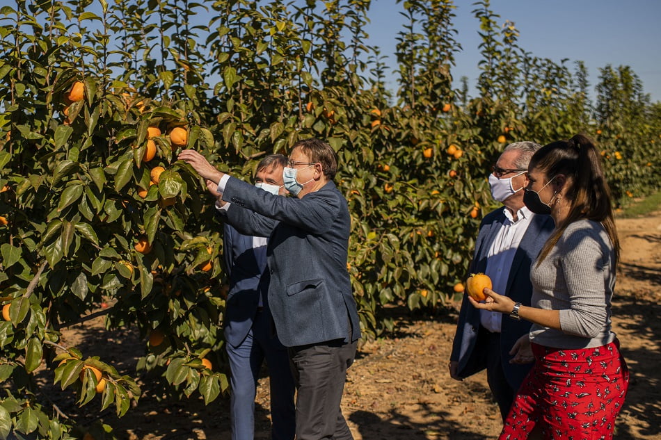 El persimón aumenta un 8 % la capacidad exportadora del ‘agro’ valenciano