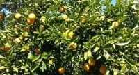 Naranjas de Palma es una empresa cordobesa que vende naranjas frescas por Internet
