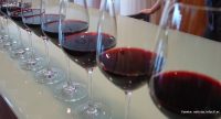 Distribución de vino en las Islas Canarias en Tu Vino Express