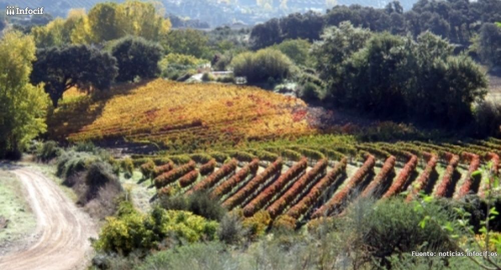 Vinos auténticos de España se dedica a comercialización, exportación y distribución de vinos