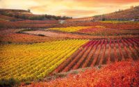 Viñedos de La Rioja Alavesa en otoño
