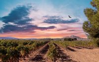 La Finca Casa Gallur es la nueva apuesta de Bodegas Vicente Gandía