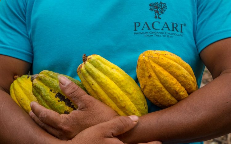 Un agricultor de Pacari en las plantaciones de cacao.