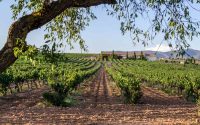 Cava Eterno y Anma, la sabiduría y respeto por sus orígenes de Chozas Carrascal