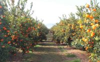Los alimentos que mejor indican la economía de cada país