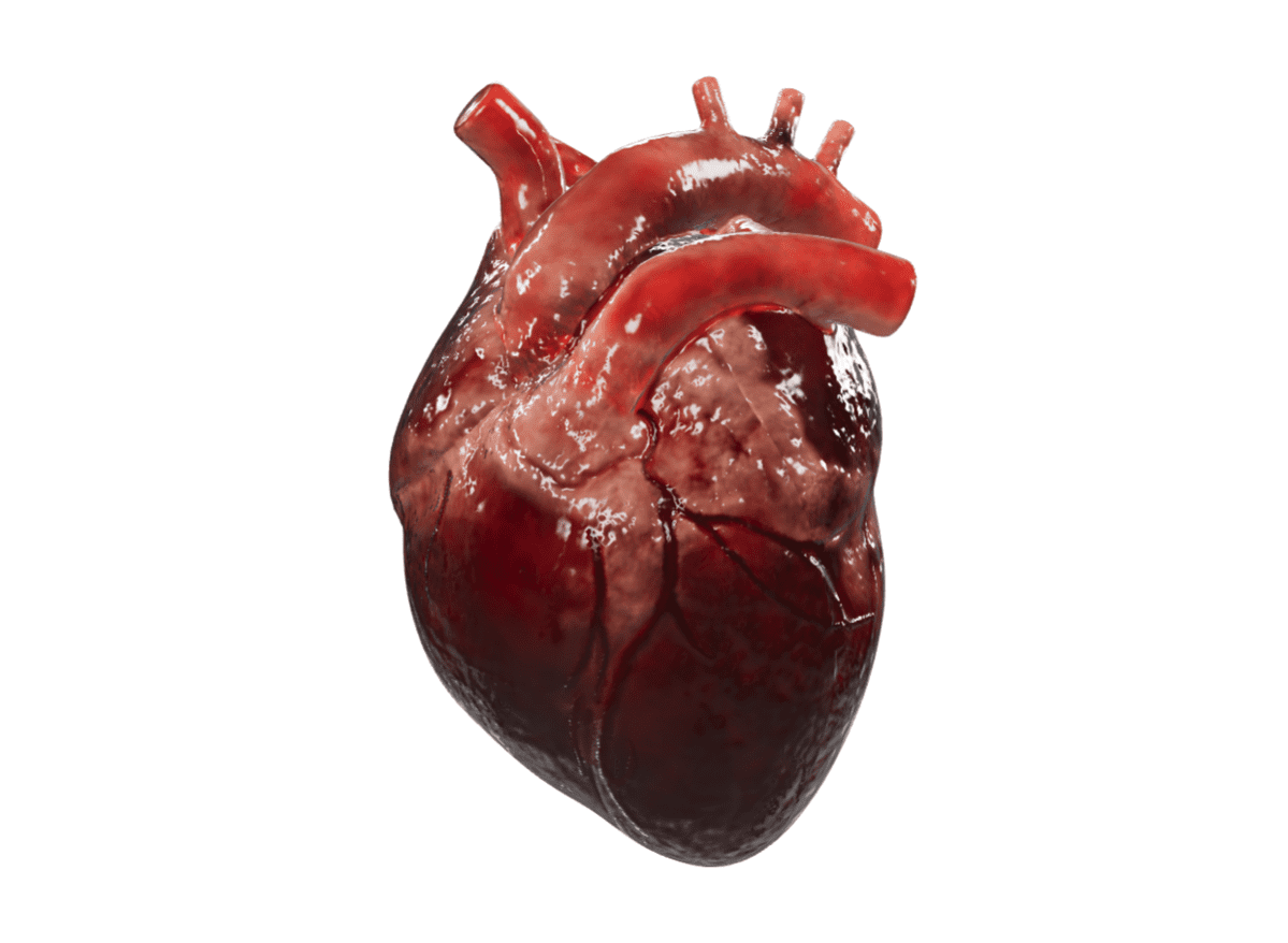 corazon humano 3d clon digital