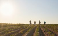 La cosecha de cítricos valencianos crecerá un 3,4% en 2026-2027