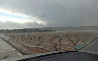 Las recientes tormentas arrasan vi&ntilde;edos y campos de c&iacute;tricos en diferentes comarcas valencianas