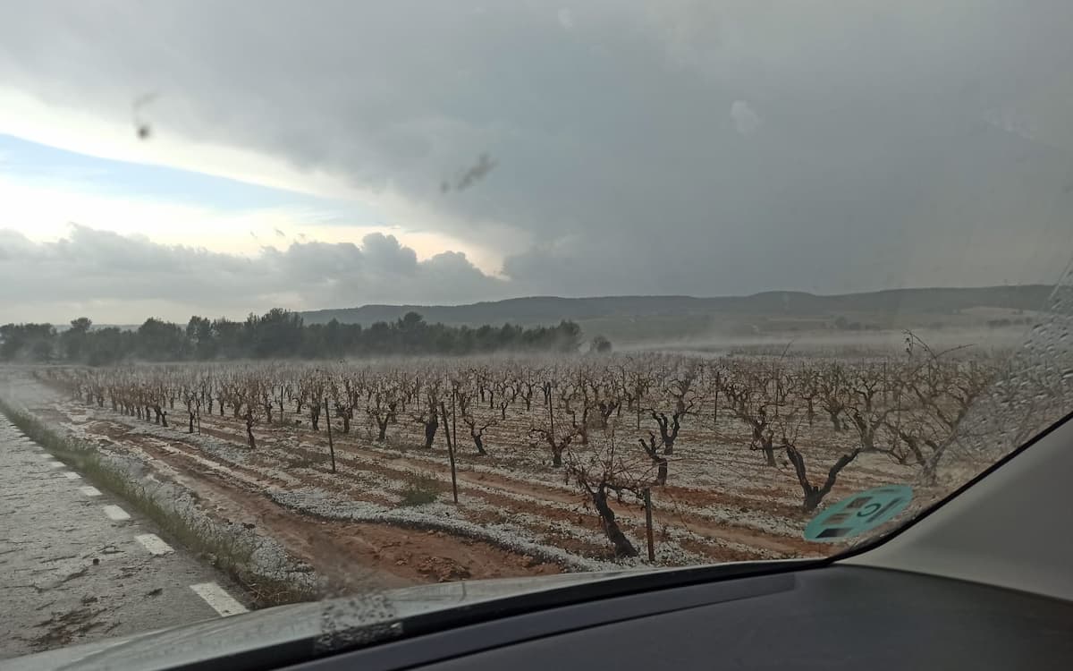 Las recientes tormentas arrasan viñedos y campos de cítricos en diferentes comarcas valencianas