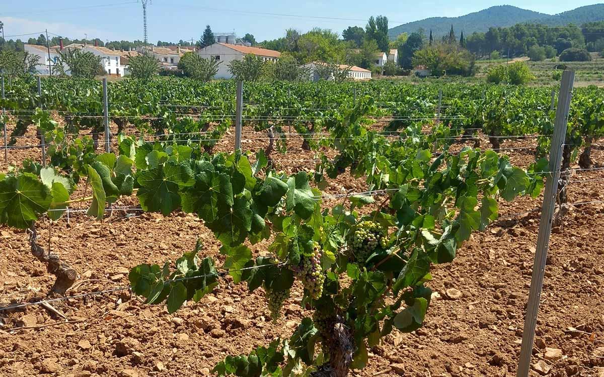 ViñasCV-Vendimia2024