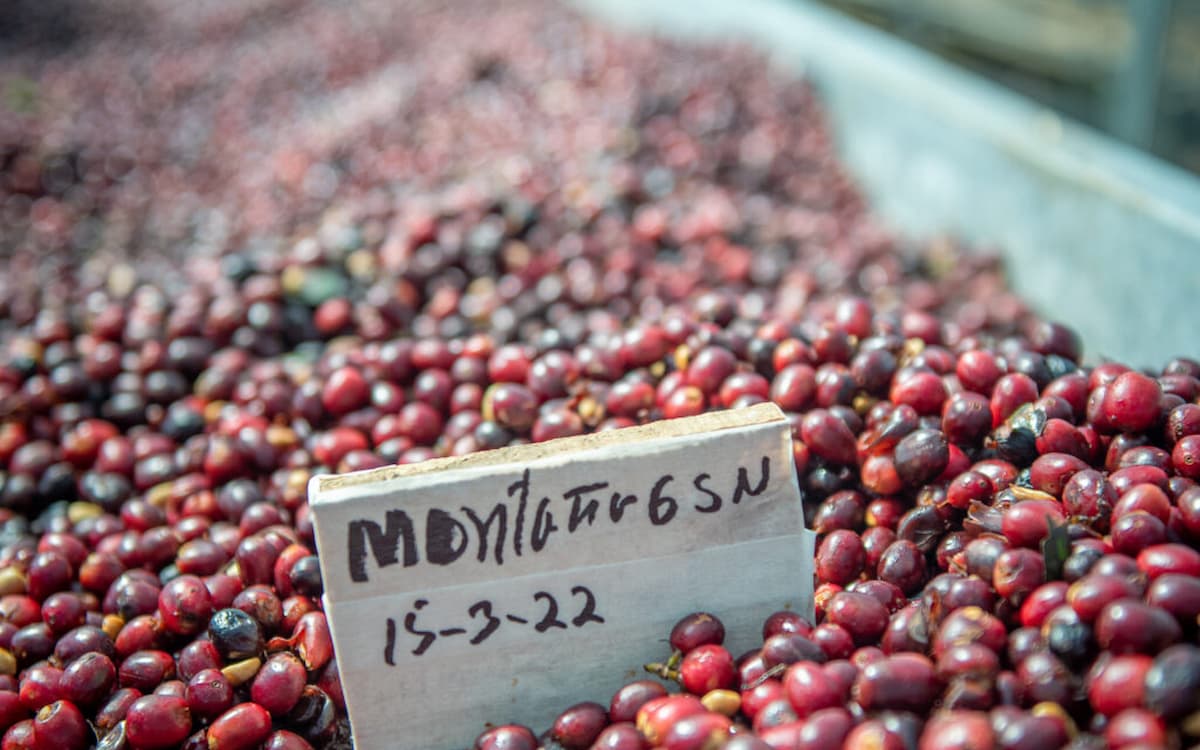 café más caro del mundo grano