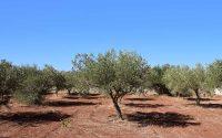 La producción de aceite de oliva podría ser la tercera más grande la historia