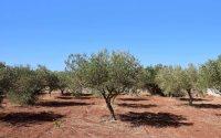 El liderato de España en producción de aceite amenazado por plantaciones modernas