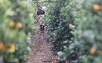La Generalitat destina 40M € a actuaciones de sanidad vegetal para reforzar la competitividad del campo valenciano