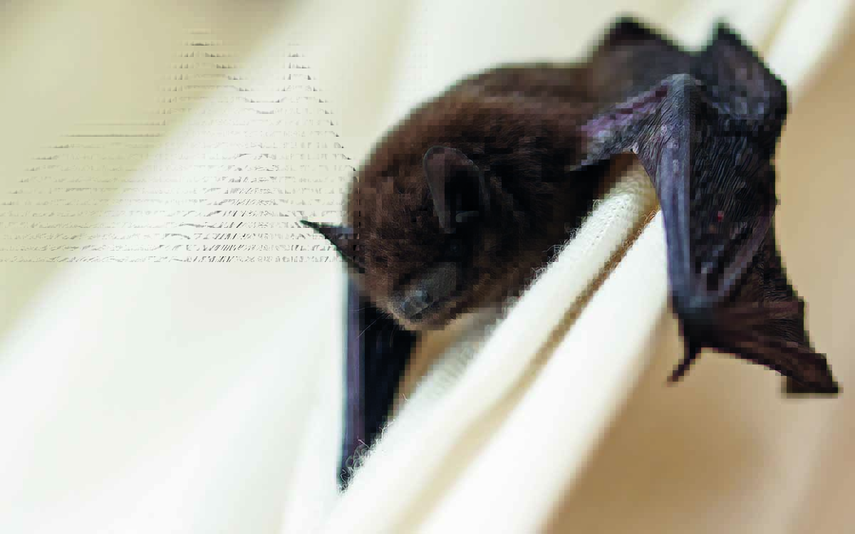 murcielago-AGRO-INSECTOS