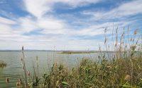 El mosaico vegetal que da vida a la Albufera, el mayor humedal valenciano