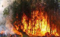 El impacto económico de los incendios forestales: turismo, construcción y empresas