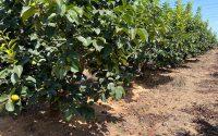 Calor, tormentas y plagas reducen un 34% la cosecha valenciana de caqui